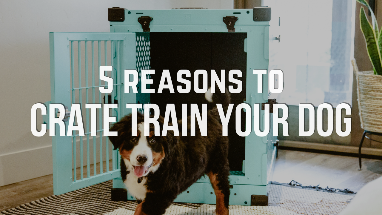 http://www.impactdogcrates.com/cdn/shop/articles/5_Reasons_to_Crate_Train_your_Dog.png?v=1655837524