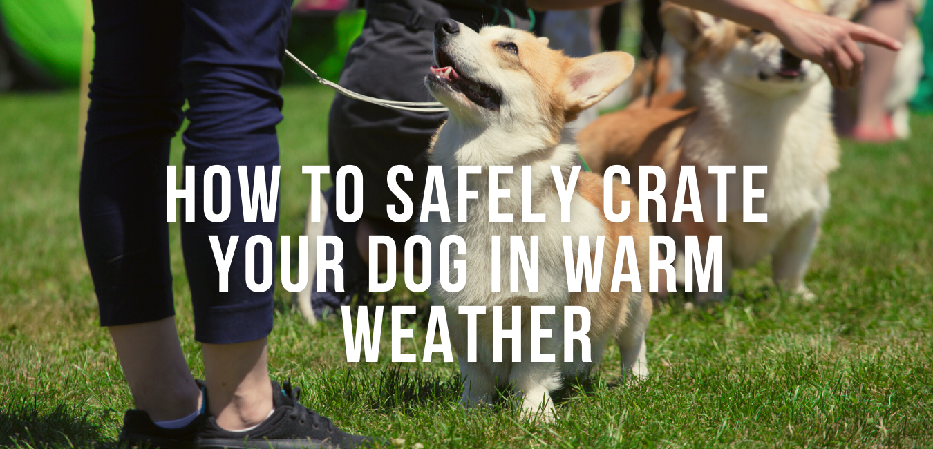 How to keep clearance dog warm in crate