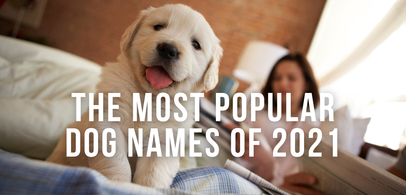 The Most Popular Pet Names of 2021