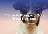 3 Simple Pumpkin Dog Treat Recipes