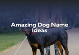 Amazing Dog Name Ideas