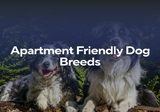 Apartment-Friendly Dog Breeds