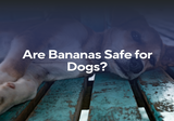 Are Bananas Safe for Dogs?