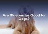 Are Blueberries Good for Dogs?