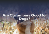 Are Cucumbers Good for Dogs?