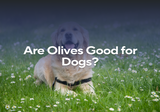 Are Olives Good for Dogs?