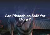 Are Pistachios Safe for Dogs?