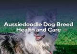 Aussiedoodle Dog Breed Health and Care