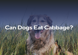 Can Dogs Eat Cabbage?