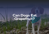 Can Dogs Eat Grapefuit?