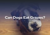 Can Dogs Eat Grapes?