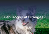 Can Dogs Eat Oranges?