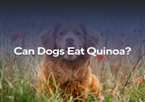 Can Dogs Eat Quinoa?