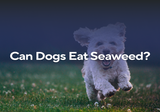 Can Dogs Eat Seaweed?