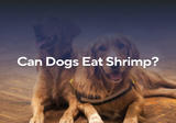 Can Dogs Eat Shrimp?