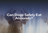 Can Dogs Safely Eat Almonds?