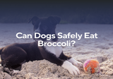 Can Dogs Safely Eat Broccoli?