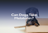 Can Dogs Take Melatonin?