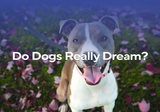 Do Dogs Really Dream?