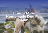 How to Make Homemade Dog Paw Balm