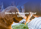 How to Measure Your Dog