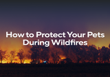 How to Protect Your Pets During Wildfires