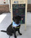 Working Dog Wednesday- Anders, the Medical Alert Service Dog!