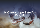 Is Cantaloupe Safe for Dogs?