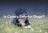 Is Celery Safe for Dogs?