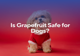 Is Grapefruit Safe for Dogs?