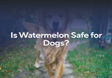 Is Watermelon Safe for Dogs?