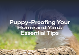 Puppy-Proofing Your Home and Yard: Essential Tips