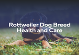 Rottweiler Dog Breed Health and Care