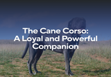 The Cane Corso: A Loyal and Powerful Companion