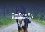 Can Dogs Eat Raspberries?