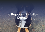 Is Popcorn Safe for Dogs?