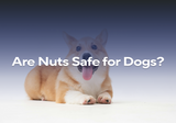 Are Nuts Safe for Dogs?