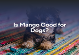 Is Mango Good for Dogs?