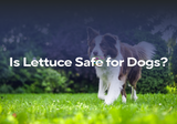 Is Lettuce Safe for Dogs?