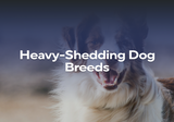 Heavy-Shedding Dog Breeds