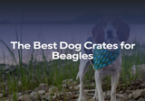 The Best Dog Crates for Beagles