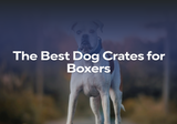 The Best Dog Crates for Boxers