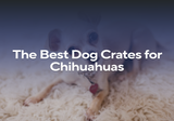 The Best Dog Crates for Chihuahuas