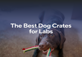 The Best Dog Crates for Labs