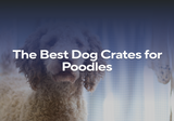 The Best Dog Crates for Poodles