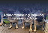 Understanding Inguinal Hernias in Dogs