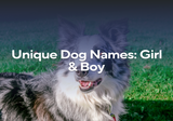 Unique Dog Names: Girl & Boy