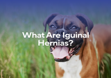 What are Inguinal Hernias?