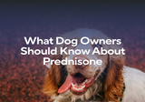 What Dog Owners Should Know About Prednisone