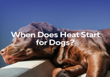 When Does Heat Start for Dogs?